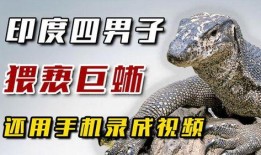 印度巨蜥爆料视频最新版,揭秘神秘生物的生存奥秘